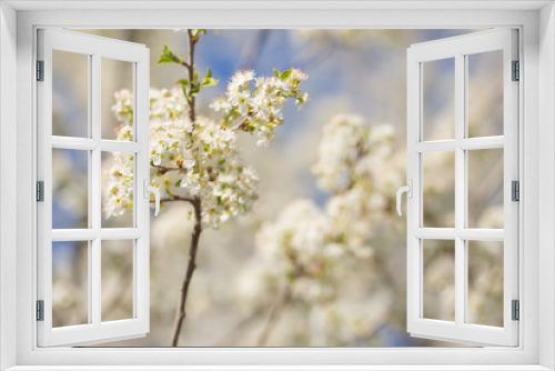 Fototapeta Naklejka Na Ścianę Okno 3D - blooming Prunus mahaleb in Crimea