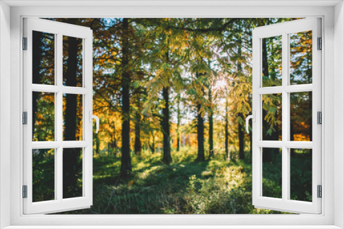 Fototapeta Naklejka Na Ścianę Okno 3D - Autumn scenery in a forest, with the sun casting beautiful rays of light through the trees
