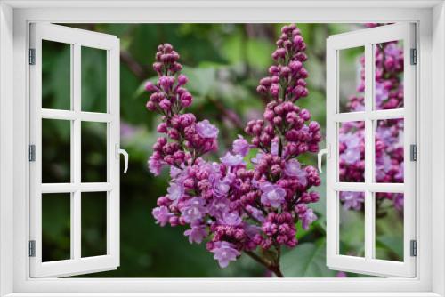 Fototapeta Naklejka Na Ścianę Okno 3D - flowering branch of lilac with green leaves in the garden on a warm spring day