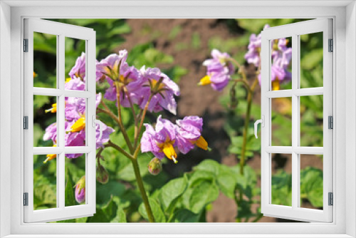 Fototapeta Naklejka Na Ścianę Okno 3D - Pink potato flowers (Solanum tuberosum L.)