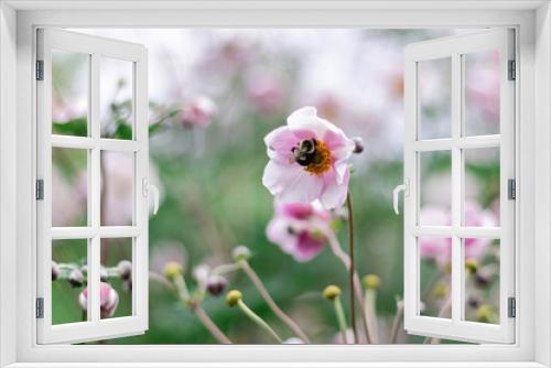 Fototapeta Naklejka Na Ścianę Okno 3D - Bumblebee flower 