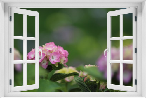 Fototapeta Naklejka Na Ścianę Okno 3D - 紫陽花の花