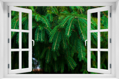 Fototapeta Naklejka Na Ścianę Okno 3D - green prickly branches of a fur-tree or pine
