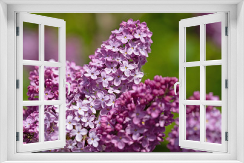 Fototapeta Naklejka Na Ścianę Okno 3D - Violett blühender Flieder,  Syringa