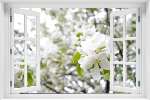 Fototapeta Naklejka Na Ścianę Okno 3D - apple tree blossom, apple tree flowers, blooming apple tree