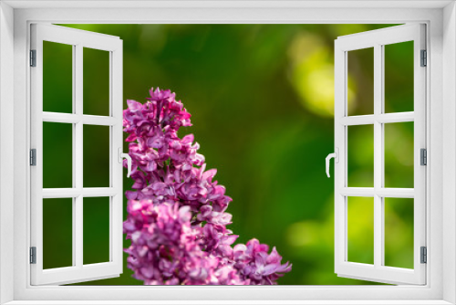 Fototapeta Naklejka Na Ścianę Okno 3D - Blühender lila Flieder im Garten