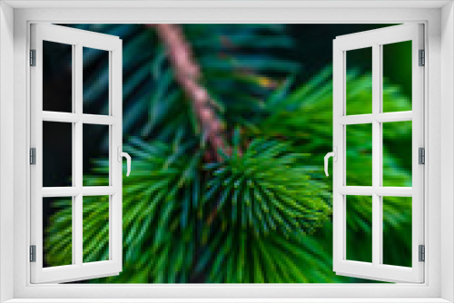 Fototapeta Naklejka Na Ścianę Okno 3D - Fir tree close up