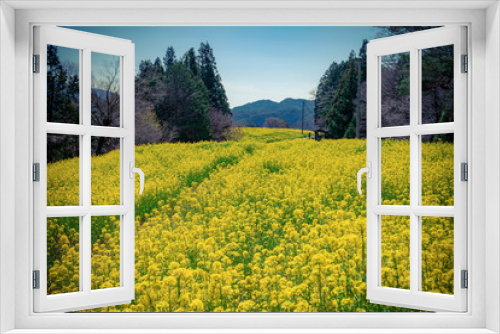Fototapeta Naklejka Na Ścianę Okno 3D - 長野県阿南町の菜の花畑