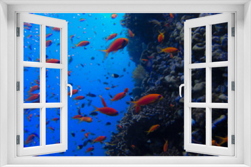 Fototapeta Naklejka Na Ścianę Okno 3D - Anthias su Barriera Corallina