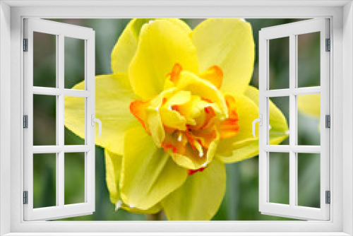 Fototapeta Naklejka Na Ścianę Okno 3D - daffodils in spring