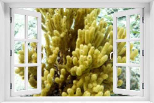 Fototapeta Naklejka Na Ścianę Okno 3D - A picture of a beautiful yellow gorgonia coral