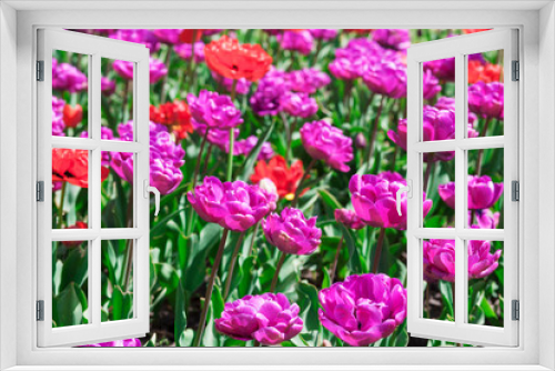 Fototapeta Naklejka Na Ścianę Okno 3D - pink tulips in the garden