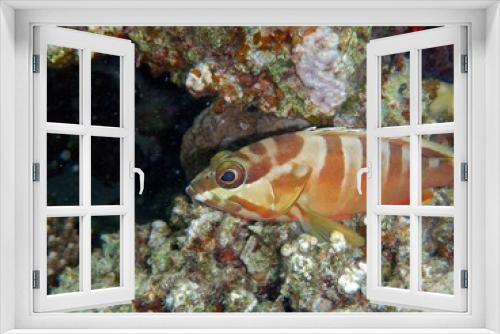 Fototapeta Naklejka Na Ścianę Okno 3D - red sea fishes 