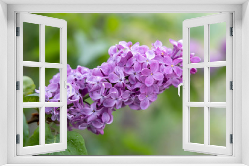 Fototapeta Naklejka Na Ścianę Okno 3D - Lilac. Flowering branch of lilac close-up. First flowers. Spring card.
