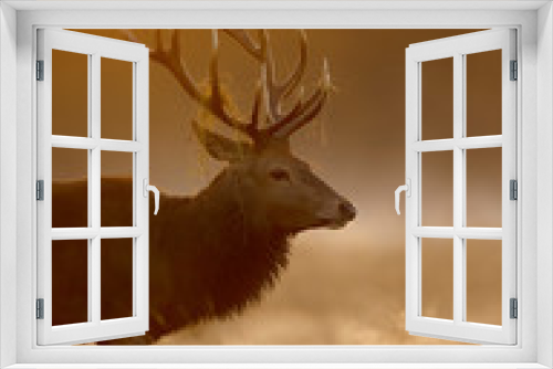 Fototapeta Naklejka Na Ścianę Okno 3D - Red Deer stag on a misty morning at sunrise