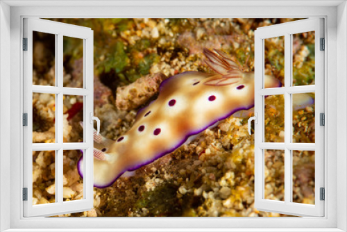 Fototapeta Naklejka Na Ścianę Okno 3D - sea slug nudibranch goniobranchus kuniei chromodoris