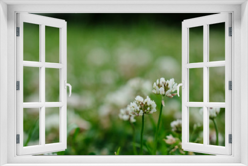 Fototapeta Naklejka Na Ścianę Okno 3D - 野原のシロツメクサ。White clover or Trifolium repens in grass, spring time Japan
