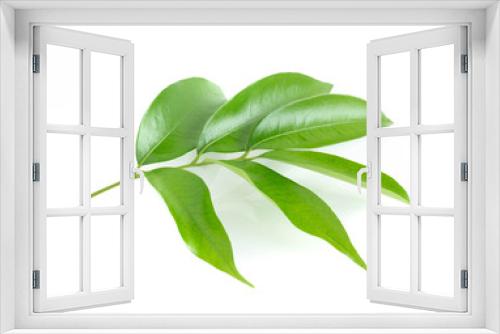 Fototapeta Naklejka Na Ścianę Okno 3D - Lychee leaf isolated on white background