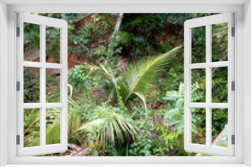 Fototapeta Naklejka Na Ścianę Okno 3D - fern in the garden