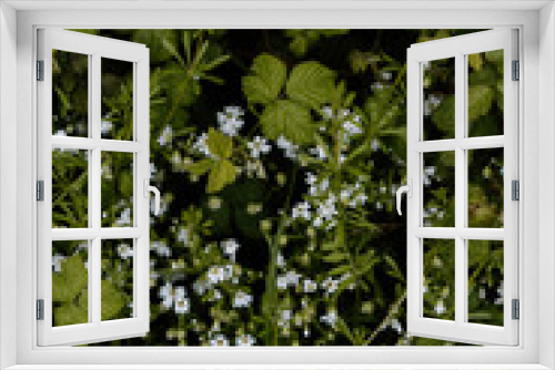 Fototapeta Naklejka Na Ścianę Okno 3D - wildflower



