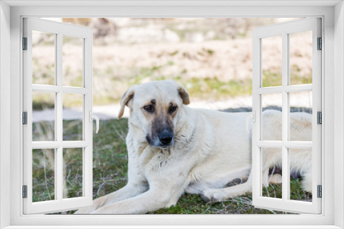 Fototapeta Naklejka Na Ścianę Okno 3D - The Kangal Shepherd Dog sitting on grassland in Goreme town, Cappadocia,  a breed of large livestock guardian dog in Sivas, Turkey