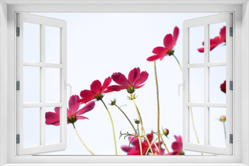 Fototapeta Naklejka Na Ścianę Okno 3D - Cosmos pink flowers with wind soft petal on isolated background