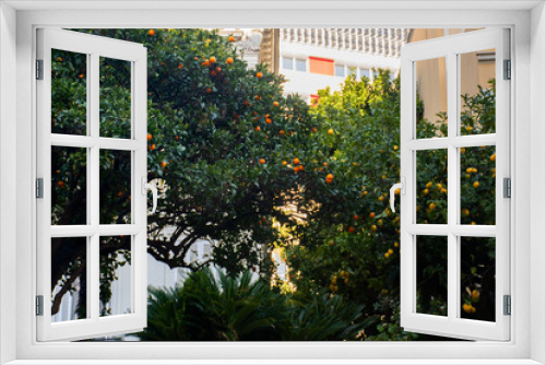 Fototapeta Naklejka Na Ścianę Okno 3D - Monaco, France, 25th of February 2020: Mandarin orange trees on the streets of Monaco Monte Carlo