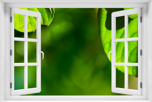 Fototapeta Naklejka Na Ścianę Okno 3D - Green blurred background. Green bokeh out of focus foliage background.