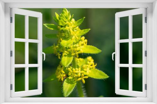 Fototapeta Naklejka Na Ścianę Okno 3D - The close-up of flowers of Cruciata laevipes (crosswort, smooth bedstraw)