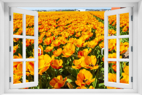 Fototapeta Naklejka Na Ścianę Okno 3D - Tulip field in holland on a sunny day