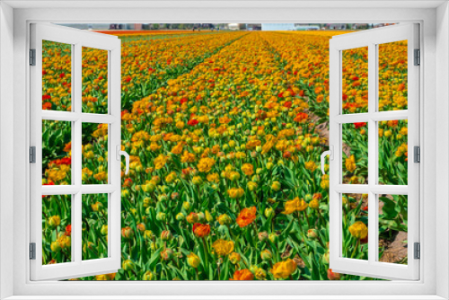 Fototapeta Naklejka Na Ścianę Okno 3D - Tulip field in holland on a sunny day