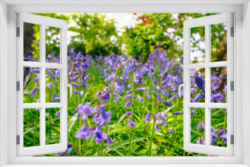 Fototapeta Naklejka Na Ścianę Okno 3D - Bluebell flowers on a wild meadow
