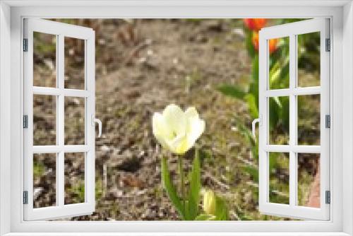 Fototapeta Naklejka Na Ścianę Okno 3D - Yellow tulip flower