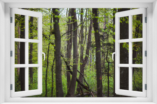 Fototapeta Naklejka Na Ścianę Okno 3D - trees in the forest beautiful scenery