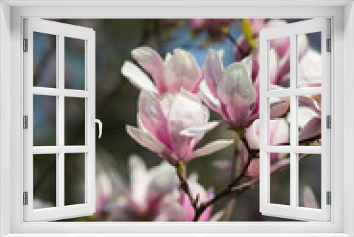 Fototapeta Naklejka Na Ścianę Okno 3D - Pink and white magnolias in the garden