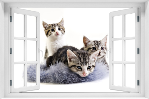 Fototapeta Naklejka Na Ścianę Okno 3D - Adorable little kittens from the same litter