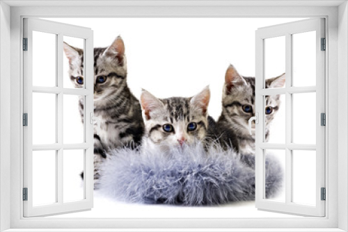 Fototapeta Naklejka Na Ścianę Okno 3D - Adorable little kittens from the same litter