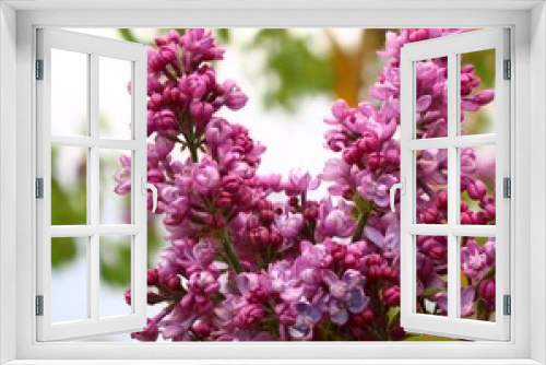Fototapeta Naklejka Na Ścianę Okno 3D - Beautiful flowering of lilac bushes in late spring in gardens and parks