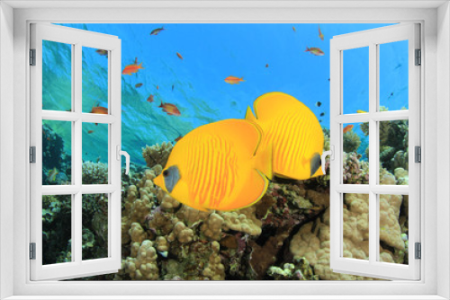 Fototapeta Naklejka Na Ścianę Okno 3D - Pair of Masked Butterflyfish on coral reef