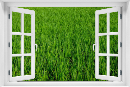 Fototapeta Naklejka Na Ścianę Okno 3D - green padi rice field farm green organic grass
