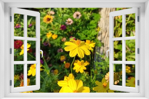 Fototapeta Naklejka Na Ścianę Okno 3D - Cosmos flowers, yellow