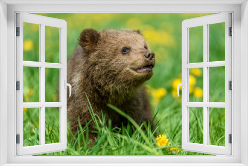Fototapeta Naklejka Na Ścianę Okno 3D - Bear cub in spring grass. Dangerous small animal in nature meadow with yellow flowers.