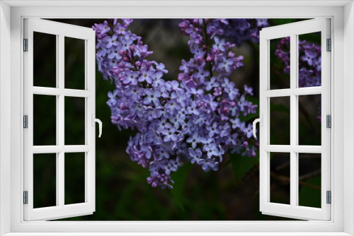 Fototapeta Naklejka Na Ścianę Okno 3D - Branch with spring blossoms lilac flowers, blooming floral background.