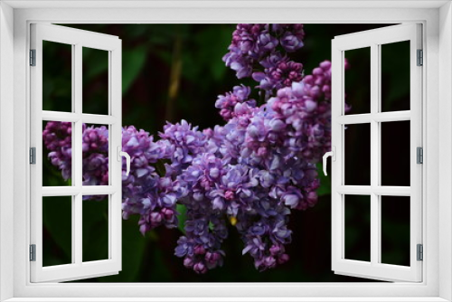 Fototapeta Naklejka Na Ścianę Okno 3D - Branch with spring blossoms lilac flowers, blooming floral background.