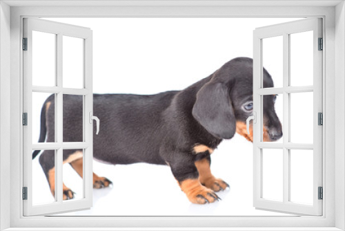 Fototapeta Naklejka Na Ścianę Okno 3D - Black dachshund puppy stands in profile. isolated on white background