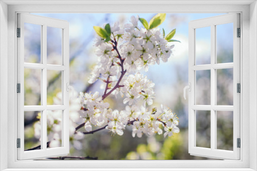 Fototapeta Naklejka Na Ścianę Okno 3D - Cherry trees whith white blossoms blooming in the garden, white flowering, white flowers