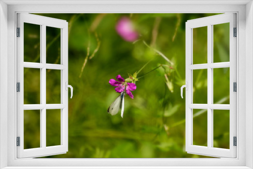 Fototapeta Naklejka Na Ścianę Okno 3D - white butterfly sits on a pink flower in a summer meadow