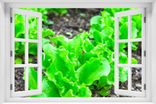 Fototapeta Naklejka Na Ścianę Okno 3D - young green lettuce grows in the garden