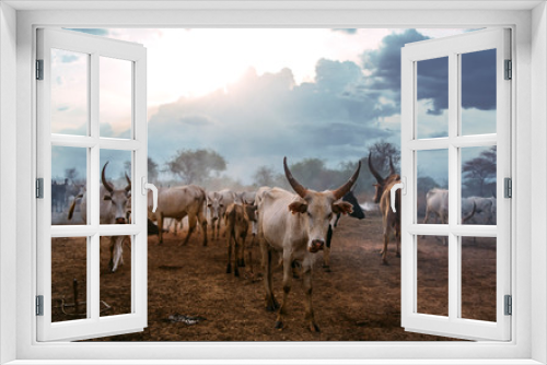 Fototapeta Naklejka Na Ścianę Okno 3D - White cattle grazing in evening