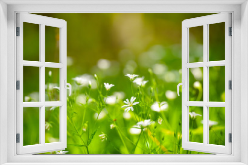Fototapeta Naklejka Na Ścianę Okno 3D - Stellaria blooms on may green meadow. Floral background